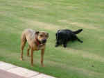 Dogsatplay.jpg (30436 bytes)