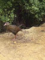 bachweka.JPG (90489 bytes)